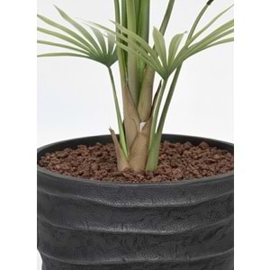 KWAI PALM