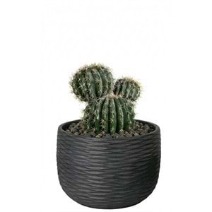30 CM TOP KAKTUS