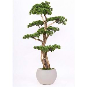 120 CM SAKSILI AĞAÇ BONSAI