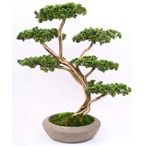 120 CM SAKSILI AĞAÇ BONSAI