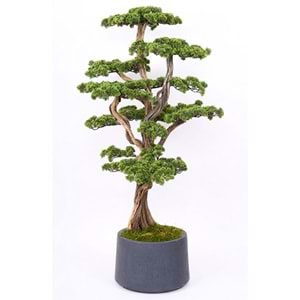 170 CM BONSAI