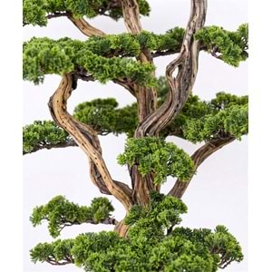 170 CM BONSAI