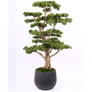 170 CM BONSAI