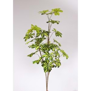 120 CM SHEFLERA