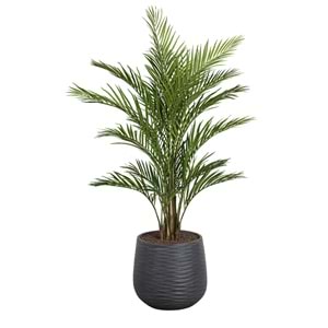 180 CM ARECA