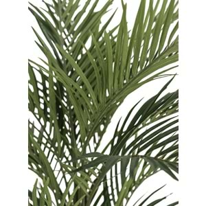 180 CM ARECA