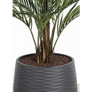 180 CM ARECA
