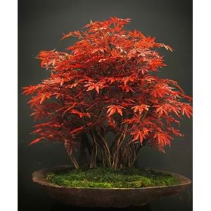 160 CM SAKSILI HAZAN AĞACI BONSAI