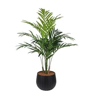 180 CM KENTIA PALM