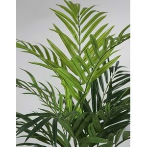 180 CM KENTIA PALM