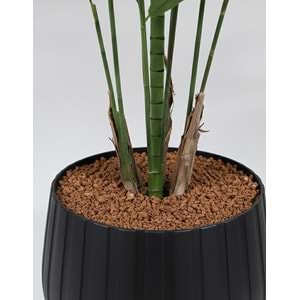 180 CM KENTIA PALM
