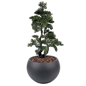 175 CM BONSAI PINE