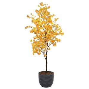 180 CM GINGKO TREE