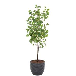 150 CM GINGKO TREE