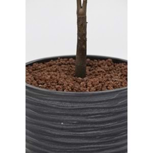 150 CM GINGKO TREE