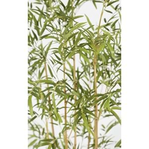 190 CM BAMBU AĞACI