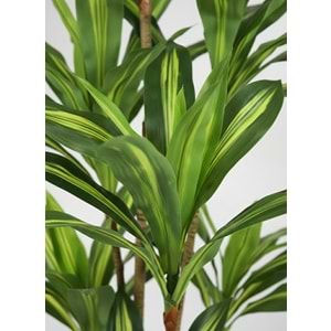 180 DRACENA