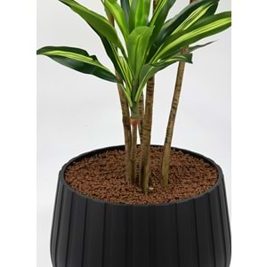 180 DRACENA