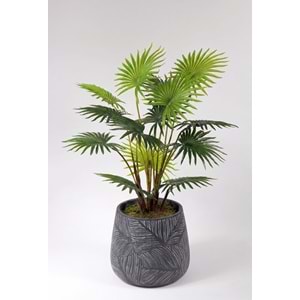 95 CM FAN PALM