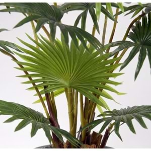 95 CM FAN PALM