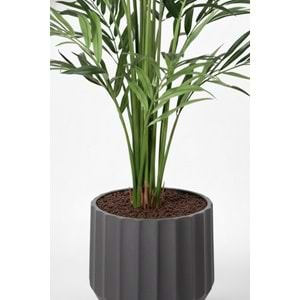 250 CM KENTIA PALM