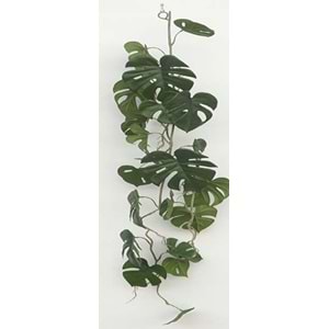 120 CM SARKAN MONSTERA