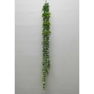 80CM OKALIPTUS SARMAŞIK