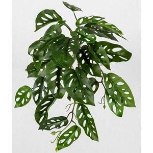 55 CM SARKAN MONSTERA