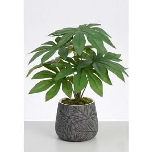 48 CM FATSIA
