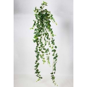 175 CM HEDERA