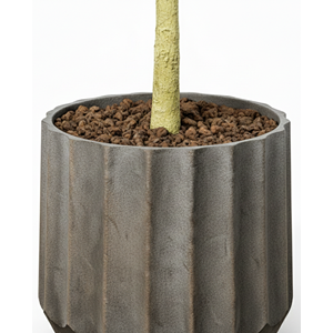 220 CM FICUS LYRATA