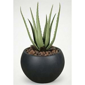 55 CM ALOE VERA