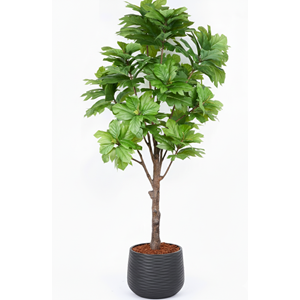 270 CM ARTOCARPUS