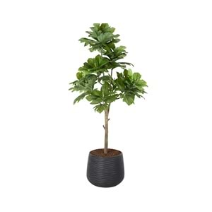 233 CM ARTOCARPUS