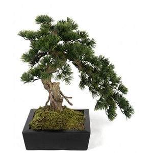 72 CM BONSAI
