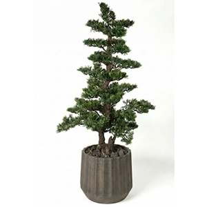 146 CM BONSAI