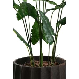 145 CM ALOCASIA