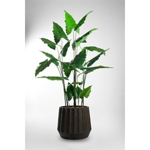 180 CM ALOCASIA
