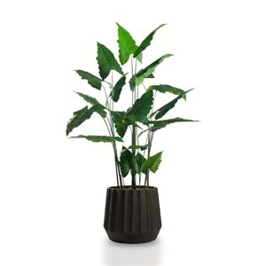 180 CM ALOCASIA
