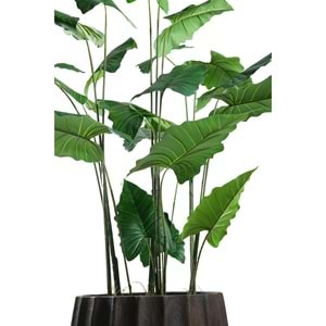180 CM ALOCASIA