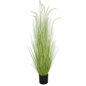 150 CM DOGTAIL GRASS