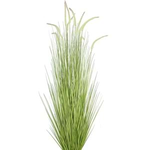150 CM DOGTAIL GRASS