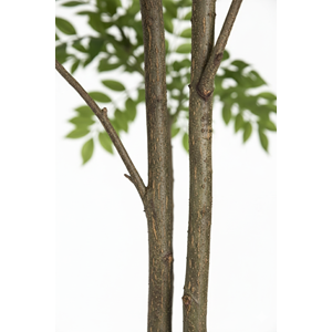 250 CM LACGUER