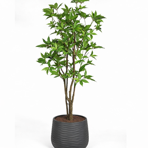 250 CM MACROPHYLLA