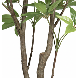 250 CM MACROPHYLLA