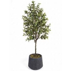 210 CM OSMANTHUS
