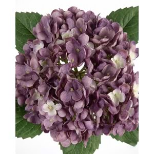 ORTANCA ALACALI MOR 34 CM