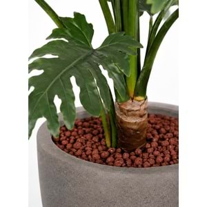 110 CM PHILODENDRON 10 LVS