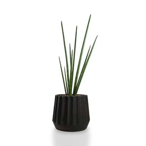105 CM SNAKE GRASS