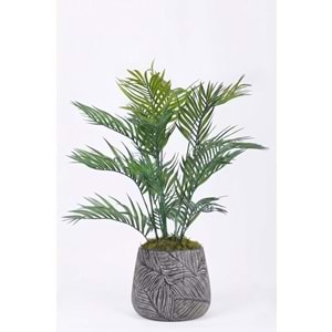 KÜÇÜK ARECA